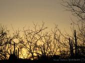 Sabino Canyon 16.03.10 058site.jpg